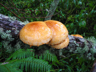 ヌメリスギタケモドキ