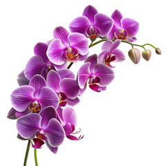 Elegant floral corner arrangement of purple orchids
