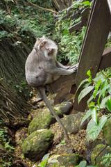 Wild Monkeys of Ubud’s Sacred Monkey Forest. Natural Behavior, Bali Wildlife Photography in Lush Jungle Temple. Indonesia. 4k Resolution.