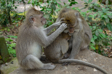 Wild Monkeys of Ubud’s Sacred Monkey Forest. Natural Behavior, Bali Wildlife Photography in Lush Jungle Temple. Indonesia. 4k Resolution.