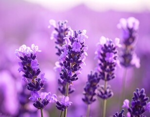 Obraz premium Close-up of vibrant purple lavender flowers.