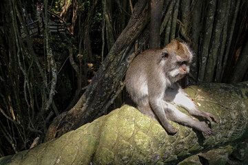 Wild Monkeys of Ubud’s Sacred Monkey Forest. Natural Behavior, Bali Wildlife Photography in Lush Jungle Temple. Indonesia. 4k Resolution.