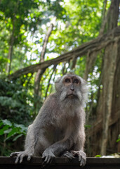Wild Monkeys of Ubud’s Sacred Monkey Forest. Natural Behavior, Bali Wildlife Photography in Lush Jungle Temple. Indonesia. 4k Resolution.