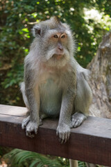 Wild Monkeys of Ubud’s Sacred Monkey Forest. Natural Behavior, Bali Wildlife Photography in Lush Jungle Temple. Indonesia. 4k Resolution.