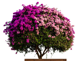 Naklejka premium Firefly_jungle leave plant isolated include clipping path on white background - Firefly_Bougainvillea Flower Tree Isolated (2)