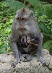 Wild Monkeys of Ubud’s Sacred Monkey Forest. Natural Behavior, Bali Wildlife Photography in Lush Jungle Temple. Indonesia. 4k Resolution.