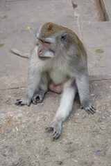 Wild Monkeys of Ubud’s Sacred Monkey Forest. Natural Behavior, Bali Wildlife Photography in Lush Jungle Temple. Indonesia. 4k Resolution.