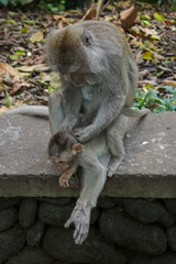 Wild Monkeys of Ubud&rsquo;s Sacred Monkey Forest. Natural Behavior, Bali Wildlife Photography in Lush Jungle Temple. Indonesia. 4k Resolution.