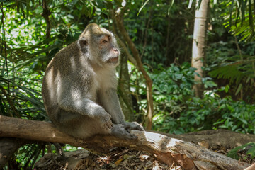 Wild Monkeys of Ubud’s Sacred Monkey Forest. Natural Behavior, Bali Wildlife Photography in Lush Jungle Temple. Indonesia. 4k Resolution.