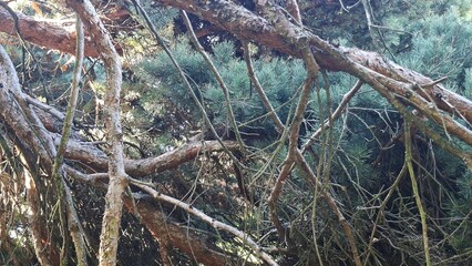 Twisted Branches Pine Trees Nature Landscape Forest Environment