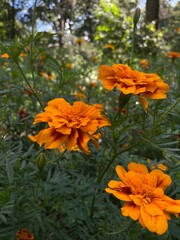 Fototapeta premium orange flowers in the garden