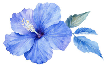 Blue hibiscus flower without lea on transparent background, png