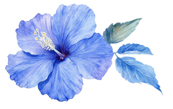 Blue hibiscus flower without lea on transparent background, png