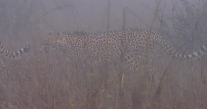 Wide of Cheetah (Acinonyx jubatus) limping through tall dry grass in foggy morning in savannah in Kenya