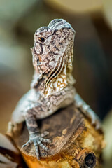 Portrait of a male juvenile Frilled Lizard observing on a branch in a terrarium. Chlamydosaurus kingii, Loiret 45, région Centre Val de Loire, France, European Union, Europe