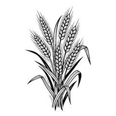 Black and white illustration of wheat stalks isolated on white background