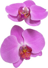 pink orchids isolated png