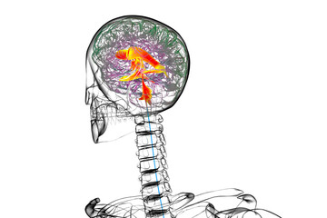 Ventricular system of the brain, 3D illustration