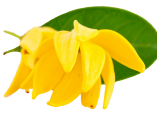 Firefly_3D illustration of a verified email envelope icon - Firefly_Bright Yellow Ylang-Ylang Flower with Green Leaves Isolated on Transparent Background (4)