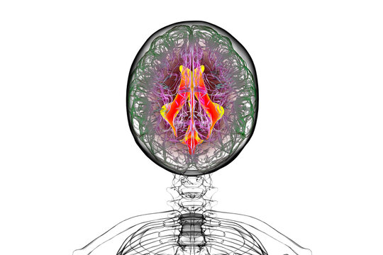 Ventricular system of the brain, 3D illustration