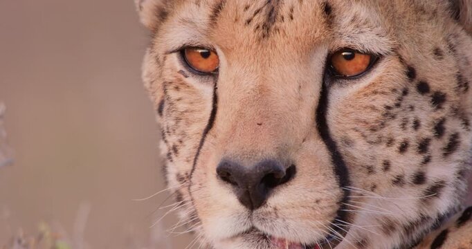 Extreme close-up of face of Cheetah (Acinonyx jubatus) scanning savannah in evening in Kenya