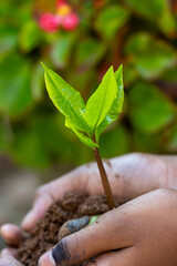 Hands Gently Holding a Young Green Sapling with Fresh Leaves Growing in Rich Soil, Symbolizing Care for Nature, Environmental Protection, and Sustainable Growth