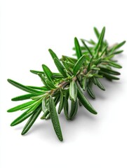 Fototapeta premium rosemary on a white background
