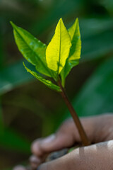 Hands Gently Holding a Young Green Sapling with Fresh Leaves Growing in Rich Soil, Symbolizing Care for Nature, Environmental Protection, and Sustainable Growth
