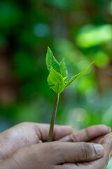 Hands Gently Holding a Young Green Sapling with Fresh Leaves Growing in Rich Soil, Symbolizing Care for Nature, Environmental Protection, and Sustainable Growth