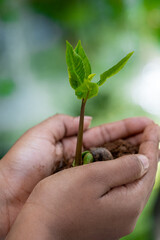 Hands Gently Holding a Young Green Sapling with Fresh Leaves Growing in Rich Soil, Symbolizing Care for Nature, Environmental Protection, and Sustainable Growth