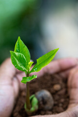 Hands Gently Holding a Young Green Sapling with Fresh Leaves Growing in Rich Soil, Symbolizing Care for Nature, Environmental Protection, and Sustainable Growth