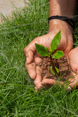 Hands Gently Holding a Young Green Sapling with Fresh Leaves Growing in Rich Soil, Symbolizing Care for Nature, Environmental Protection, and Sustainable Growth