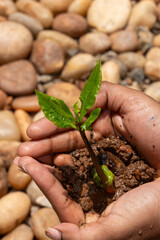 Hands Gently Holding a Young Green Sapling with Fresh Leaves Growing in Rich Soil, Symbolizing Care for Nature, Environmental Protection, and Sustainable Growth