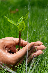 Hands Gently Holding a Young Green Sapling with Fresh Leaves Growing in Rich Soil, Symbolizing Care for Nature, Environmental Protection, and Sustainable Growth