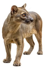 Obraz premium fossa on white