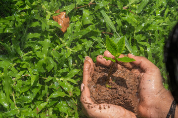 Hands Gently Holding a Young Green Sapling with Fresh Leaves Growing in Rich Soil, Symbolizing Care for Nature, Environmental Protection, and Sustainable Growth