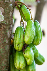 Close-Up of Fresh Green Bilimbi Fruits (Averrhoa bilimbi) Growing in Clusters Directly from the Tree Trunk, Showcasing a Unique Tropical Fruit in its Natural Habitat