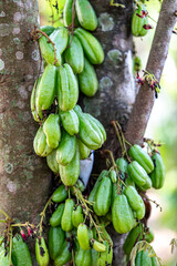 Close-Up of Fresh Green Bilimbi Fruits (Averrhoa bilimbi) Growing in Clusters Directly from the Tree Trunk, Showcasing a Unique Tropical Fruit in its Natural Habitat