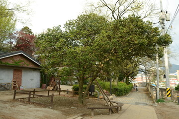 Close-up of bright red fruits of Ilex cornuta (Horanggasi-namu) at the Natural Monument site in Yangnim-dong, Gwangju, Korea. Photographed in Korea.
