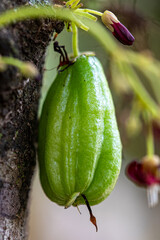 Close-Up of Fresh Green Bilimbi Fruits (Averrhoa bilimbi) Growing in Clusters Directly from the Tree Trunk, Showcasing a Unique Tropical Fruit in its Natural Habitat