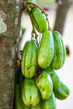 Close-Up of Fresh Green Bilimbi Fruits (Averrhoa bilimbi) Growing in Clusters Directly from the Tree Trunk, Showcasing a Unique Tropical Fruit in its Natural Habitat