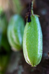 Close-Up of Fresh Green Bilimbi Fruits (Averrhoa bilimbi) Growing in Clusters Directly from the Tree Trunk, Showcasing a Unique Tropical Fruit in its Natural Habitat
