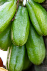 Close-Up of Fresh Green Bilimbi Fruits (Averrhoa bilimbi) Growing in Clusters Directly from the Tree Trunk, Showcasing a Unique Tropical Fruit in its Natural Habitat