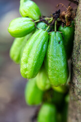 Close-Up of Fresh Green Bilimbi Fruits (Averrhoa bilimbi) Growing in Clusters Directly from the Tree Trunk, Showcasing a Unique Tropical Fruit in its Natural Habitat
