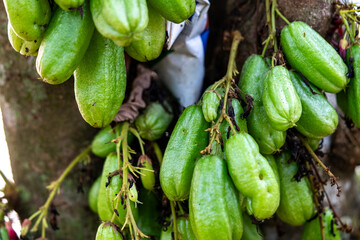 Close-Up of Fresh Green Bilimbi Fruits (Averrhoa bilimbi) Growing in Clusters Directly from the Tree Trunk, Showcasing a Unique Tropical Fruit in its Natural Habitat
