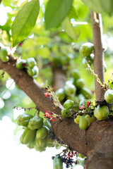 Close-Up of Fresh Green Bilimbi Fruits (Averrhoa bilimbi) Growing in Clusters Directly from the Tree Trunk, Showcasing a Unique Tropical Fruit in its Natural Habitat