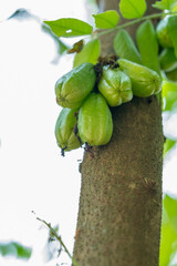 Close-Up of Fresh Green Bilimbi Fruits (Averrhoa bilimbi) Growing in Clusters Directly from the Tree Trunk, Showcasing a Unique Tropical Fruit in its Natural Habitat