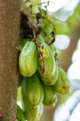 Close-Up of Fresh Green Bilimbi Fruits (Averrhoa bilimbi) Growing in Clusters Directly from the Tree Trunk, Showcasing a Unique Tropical Fruit in its Natural Habitat