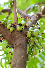 Close-Up of Fresh Green Bilimbi Fruits (Averrhoa bilimbi) Growing in Clusters Directly from the Tree Trunk, Showcasing a Unique Tropical Fruit in its Natural Habitat
