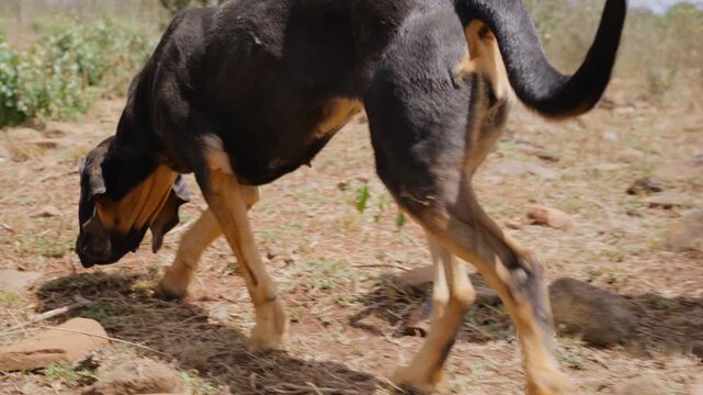 Wide gimbal tracking of a Bloodhound Dog (Canis lupus familiaris) on leash walking in dry savannah at midday in Kenya